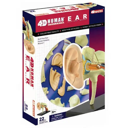 26055 - Human Ear Anatomy Model 22Parts W/Stand And Assembly Gui 1