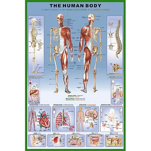 2450-1000 - Human Body Poster 36X24 Inches 1