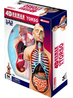 26080 - Human Torso Anatomy Model 54Parts W/Stand And Assembly Gui 1
