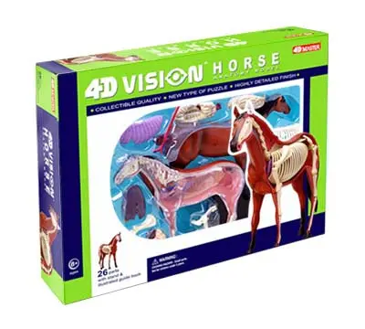 26101 - Horse Anatomy Model-Ages 8+ 4D-Vision 1