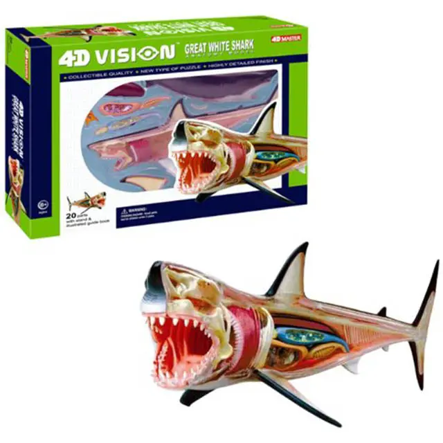 26111 - Great White Shark Anatomy Model 4D-Vision 20Parts W/Stand And Book 1