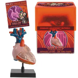 32370-Heart - Heart-Human Anatomy Model 1