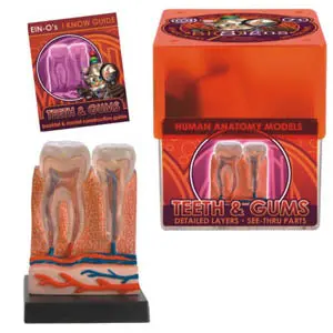 32370-Teeth - Teeth And Gums-Human Anatomy Model 1