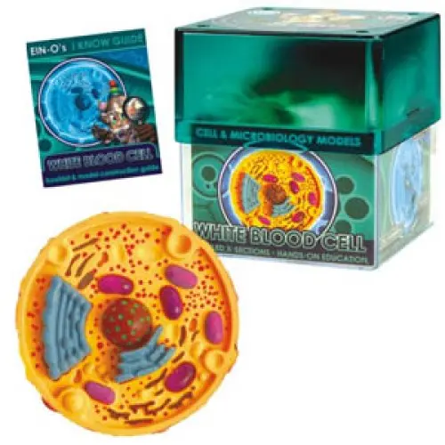 2371 - White Blood Cell-Cell And Micro Microbiology Model 1