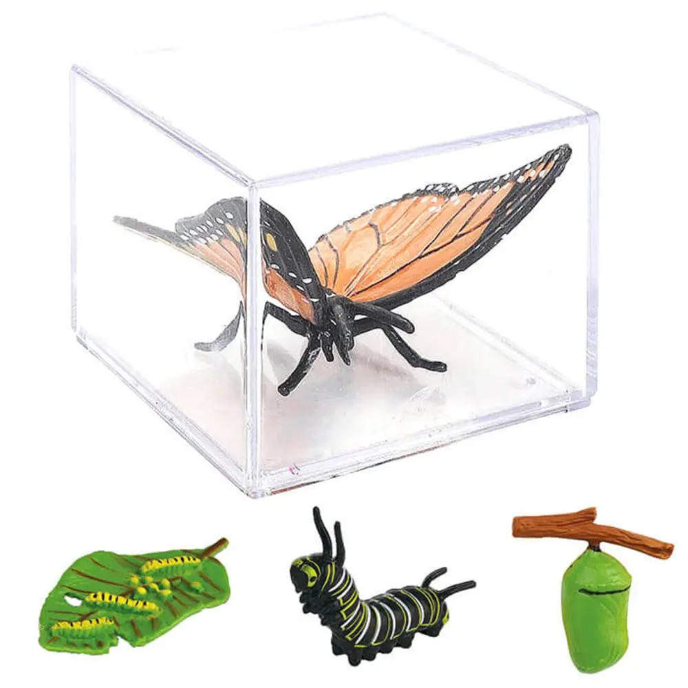 A5rai-119 - Life Cycle Of A Butterfly 1