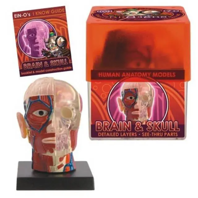 32370-Brain Skull - Brain And Skull-Human Anatomy Model 1