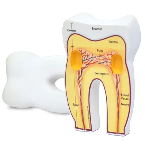 Ler1904 - Human Tooth Model Soft Foam Cross-Section Tooth 1