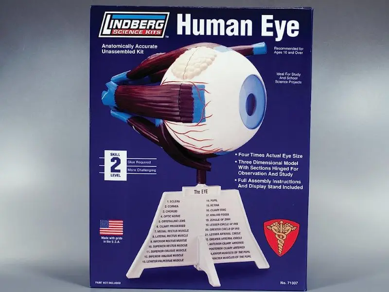 Zm71307 - Human Eye Anatomy Model Kit Lindberg Unassembled Scale 4:1 2