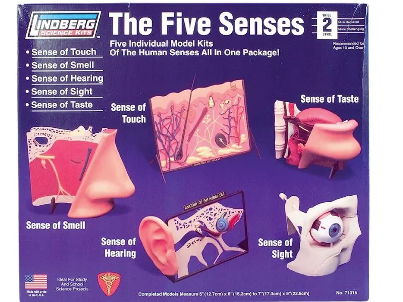 Zm71315 - Human 5 Senses Anatomy Model Kit Lindberg Unassembled 2