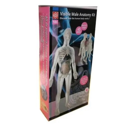 37461 - Human Visible Male Anatomy Kit Height:56Cm 45Pieces 1