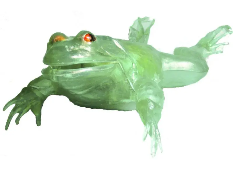 Hl301/12 - Transparent Bull Frog Model Kit 11In Long 2