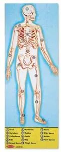 20445 - Human Anatomy Floor Puzzle 100Pcs 1