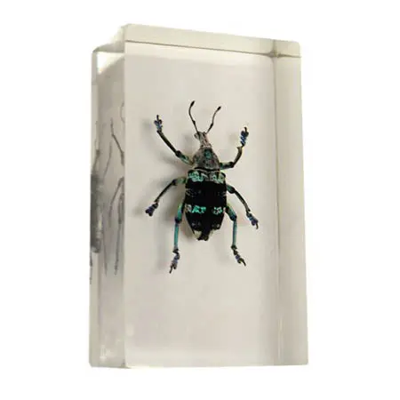 01026 - Real Bugs-Curculionid Beetle 1
