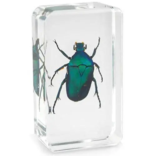 01027 - Real Bugs-Japanese Emerald Beetl Beetle 1