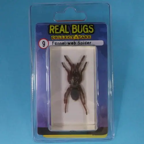01028 - Real Bugs-Funnel Web Spider 1