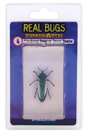 01023 - Real Bugs-Indonesia Jewel Beetle Beetle 1