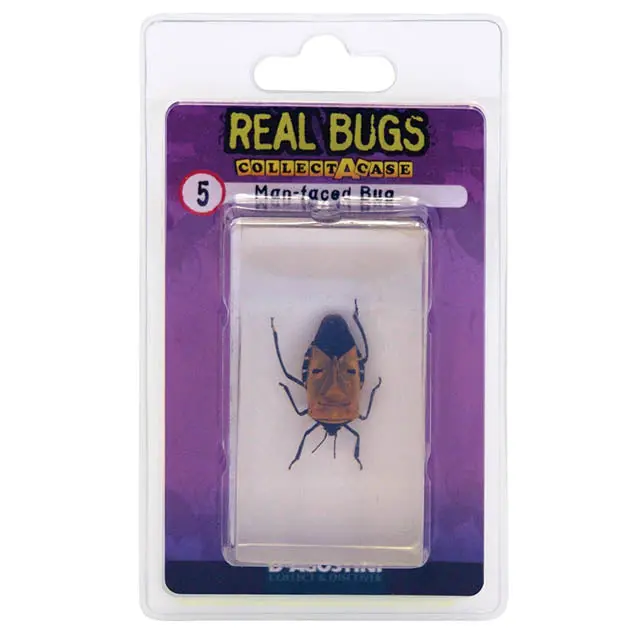 01024 - Real Bugs-Man Faced Bug Shield Bug 1