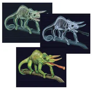 Ler2927 - Animal X-Ray Card Tilt And View Science Double Sided Assorted 1