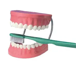 Th001 - Giant Dental Care Model W/Giant Toothbrush 1