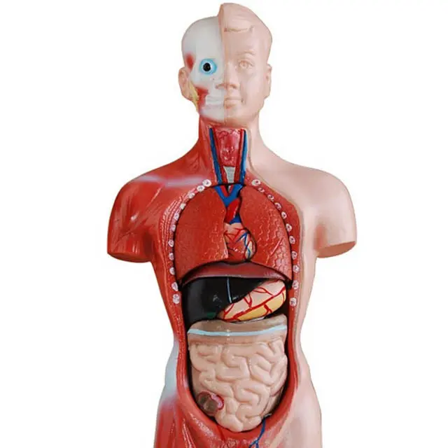 Edu-41006 - Human Torso Mini-27Cm Height 8 Dissectible Parts 1