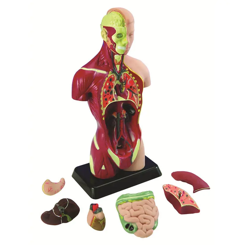 Mk027 - Human Torso 1