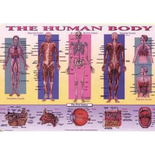 R21800 - Placemat The Human Body 1
