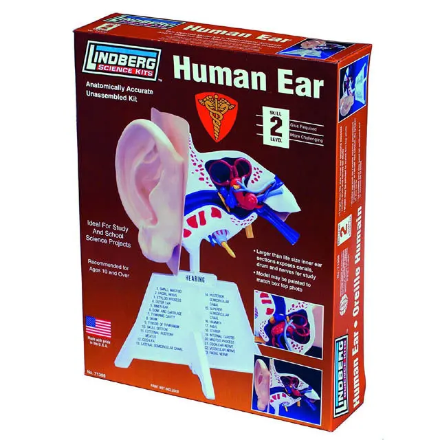 Zm71308 - Human Ear Anatomy Model Kit Lindberg Unassembled 1